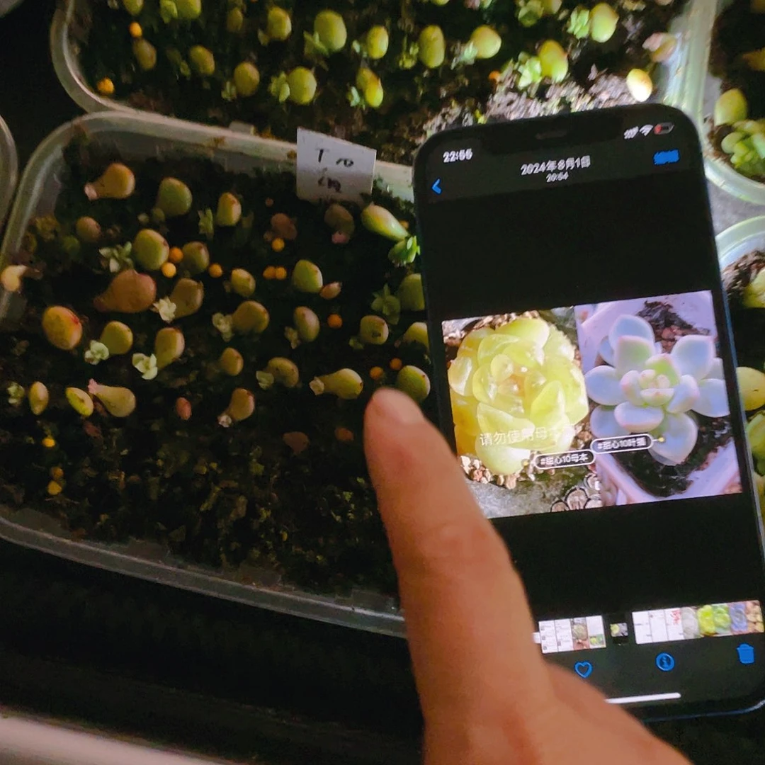 小T10芝麻苗一个满25包邮