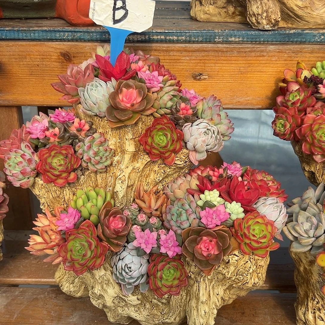 花果山多肉组合花园多肉