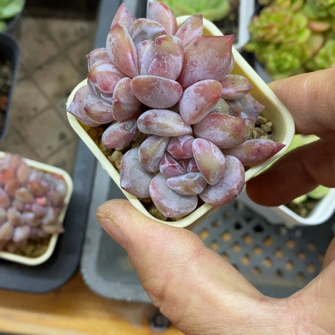 精品多肉一物拍不包整105