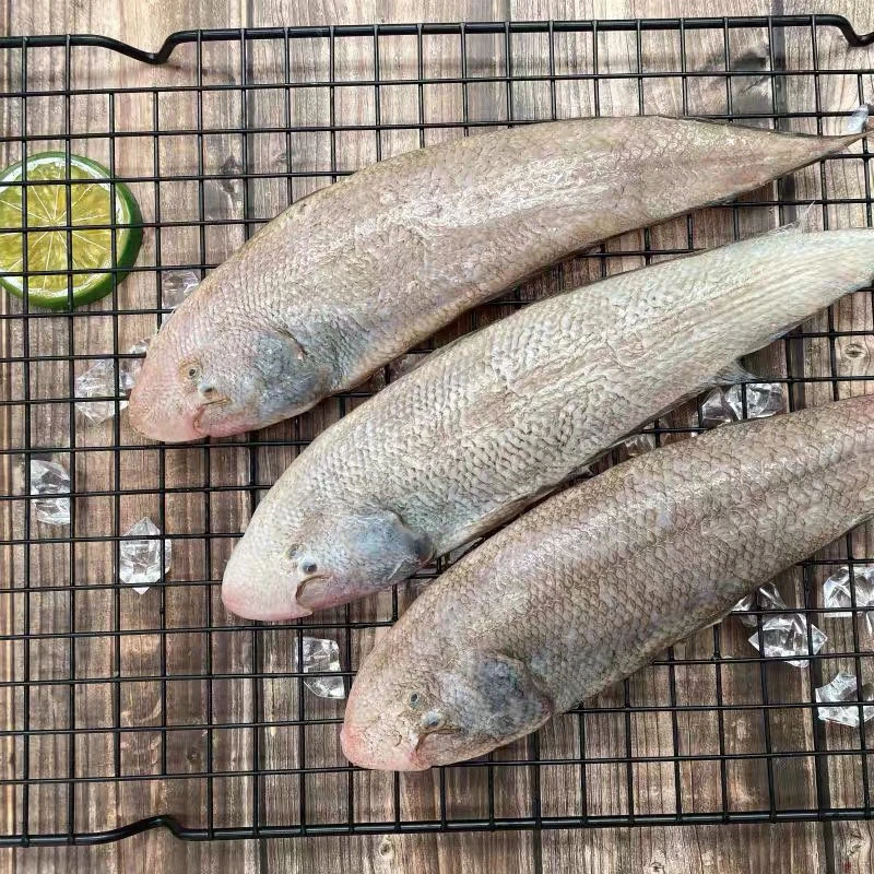 野生海鲜新鲜龙利鱼舌头鱼踏板鱼舌鳎科舌鳎玉秃舌鳎鱼精品海鲜