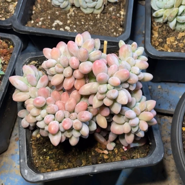 【闪购商品】汤圆缀