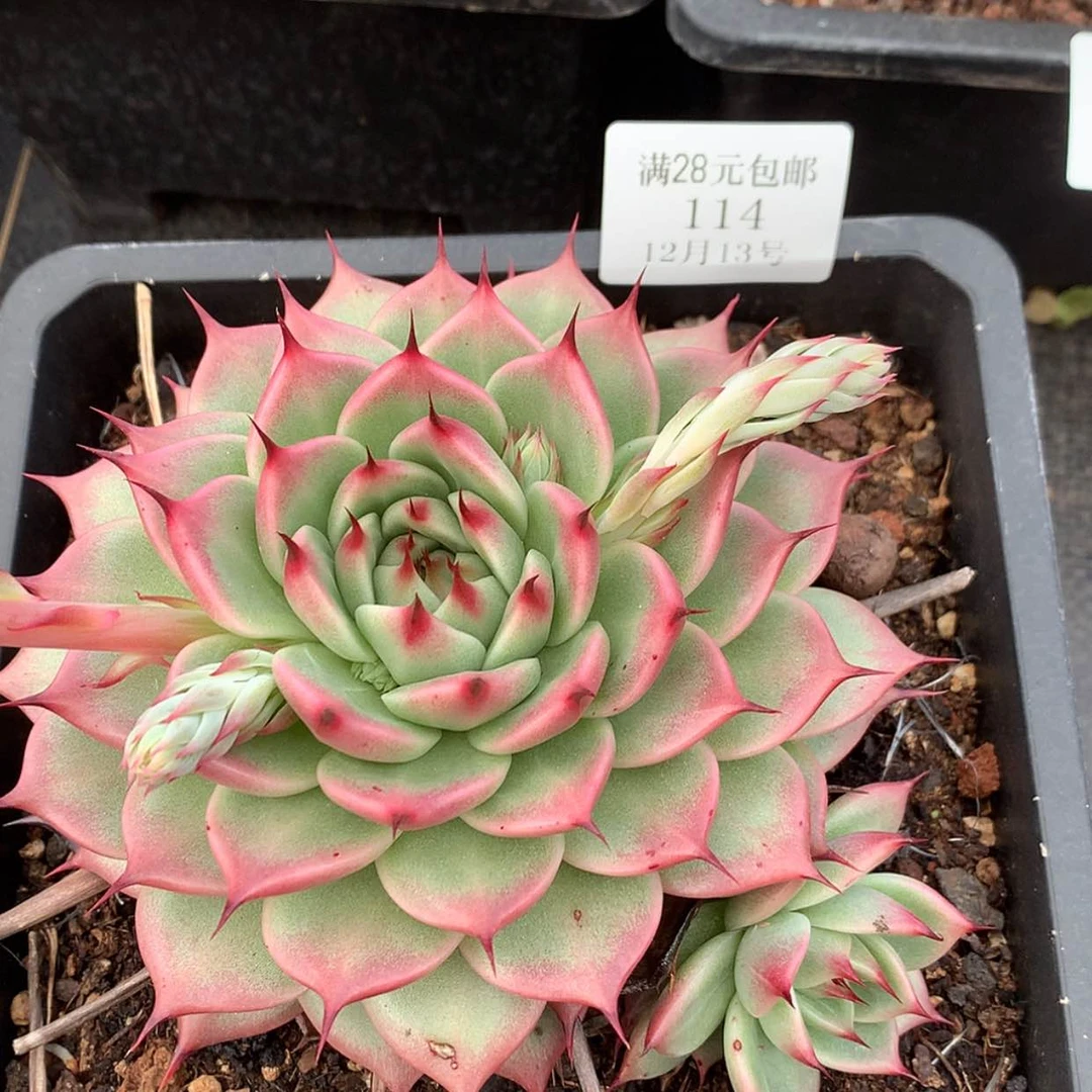 【闪购商品】云114号