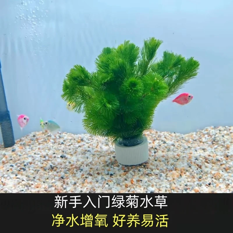 绿菊水草活体阴性造景专用适合新手牛毛水浮莲莫斯水草小水草草坪