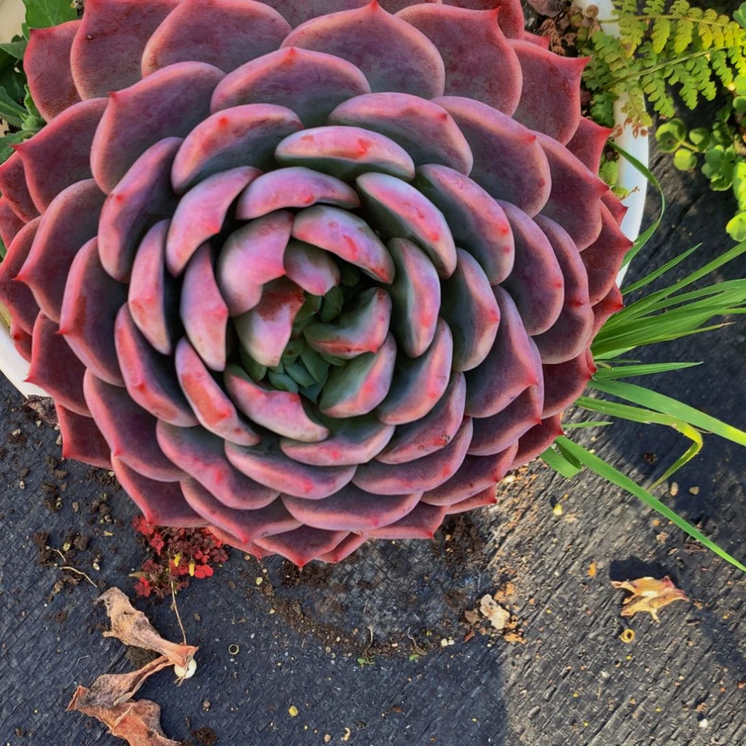 一物一拍1603-5-20