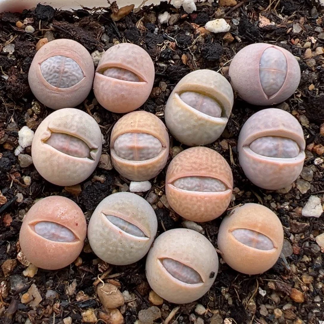 1.14好看的多肉859