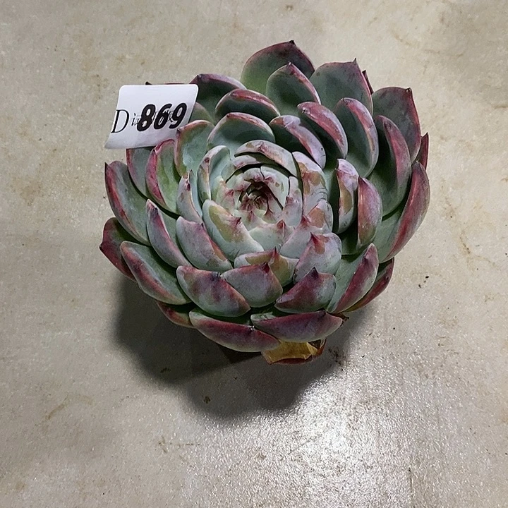 L***N869惊鸿多肉植物多肉