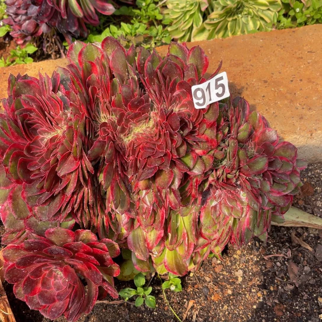 915多肉植物多肉