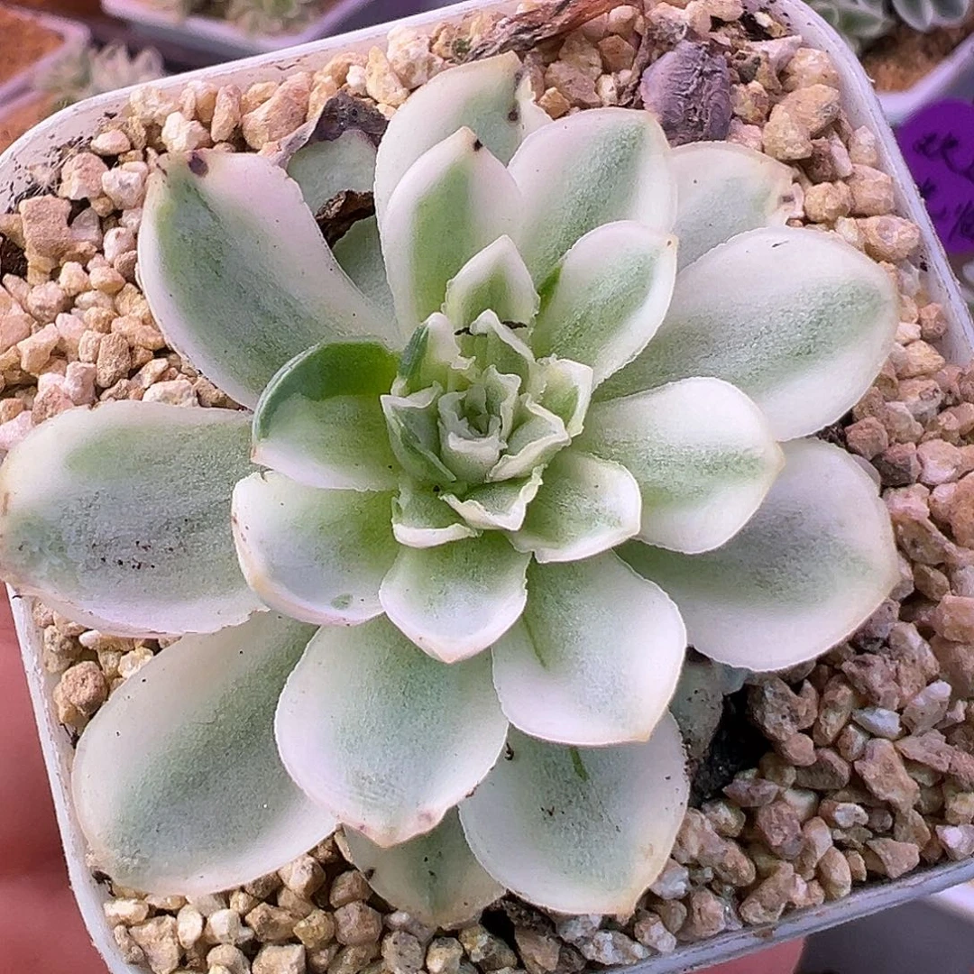 山地玫瑰锦秋夕1250号