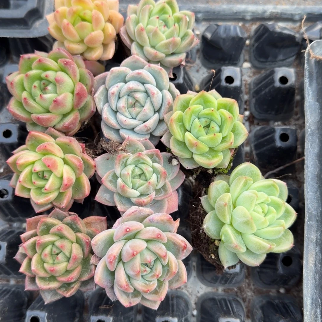 18-7冰玉杂交万宝龙类十棵量拍