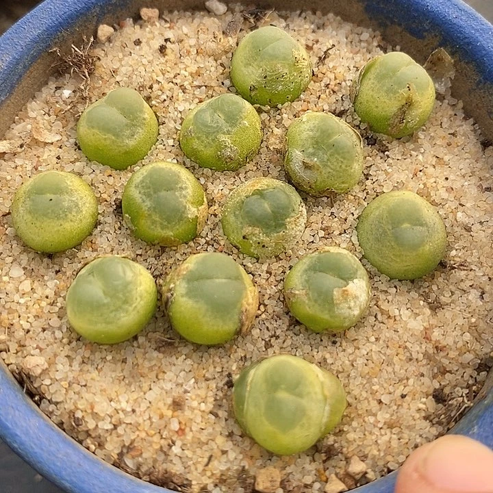 19520拉登样本一颗