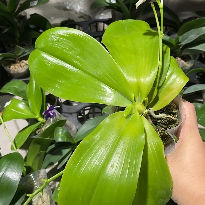 用***4完全开放蓝珍火花盾3.0寸 带花剑