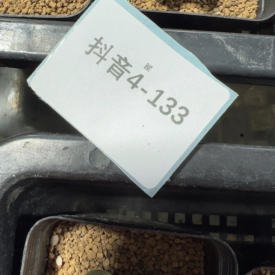 远***方4-133肉锥多肉植物