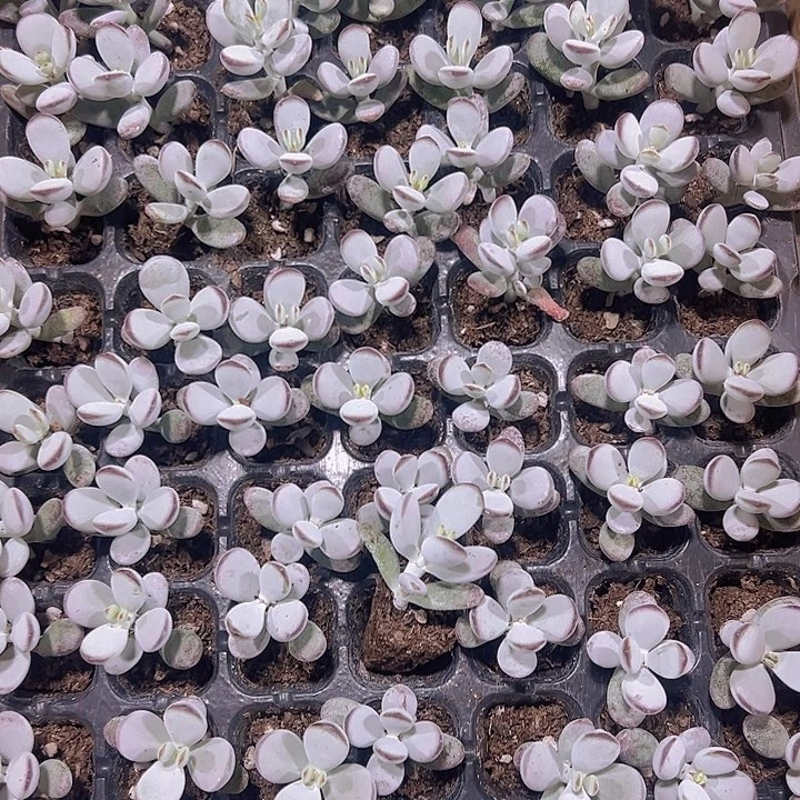 乒乓福娘精品多肉植物