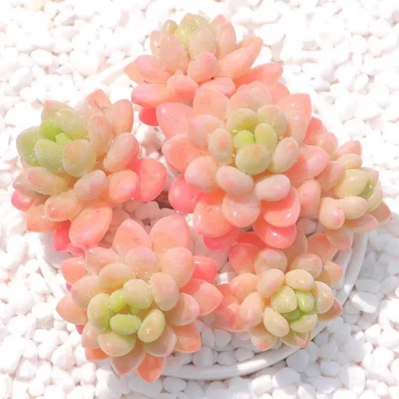 【满9.9包邮】鱼子酱穴盘3颗3-4cm多肉植物以直播间展示为准