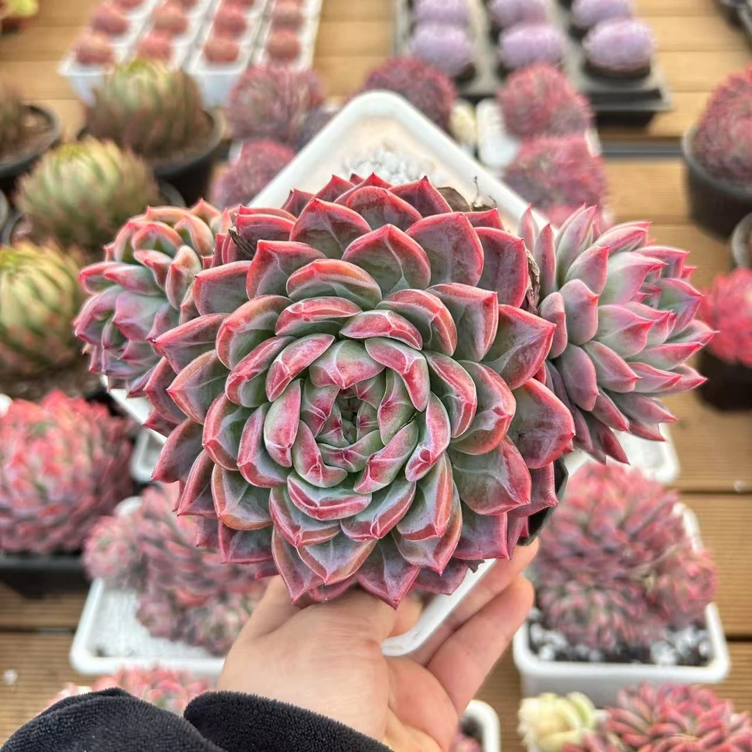 15#三头起大红鸾前男友精品多肉 A491