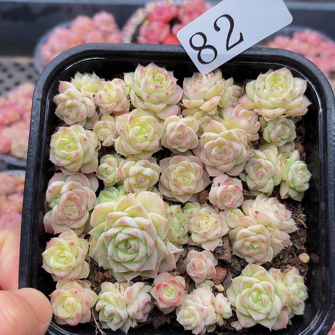 多肉植物多肉植物82