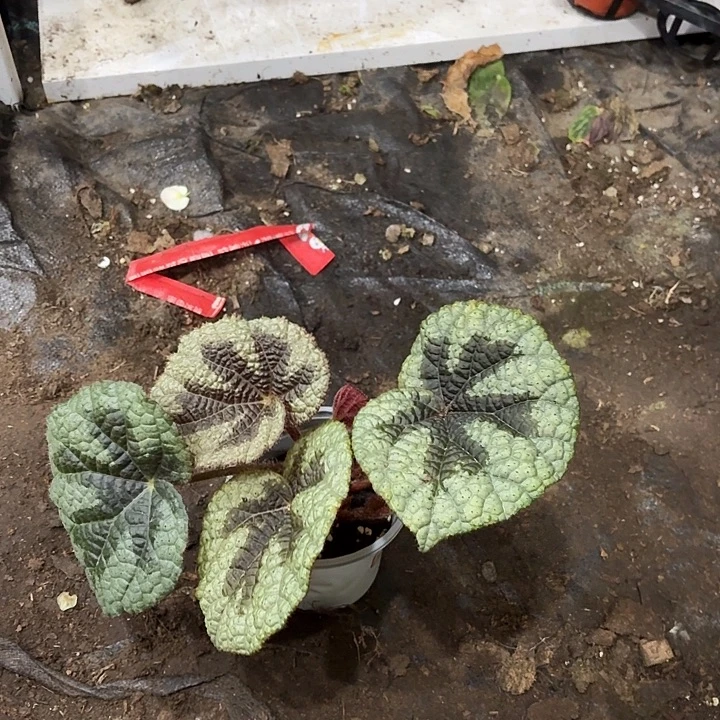 完全开放银甲秋海棠