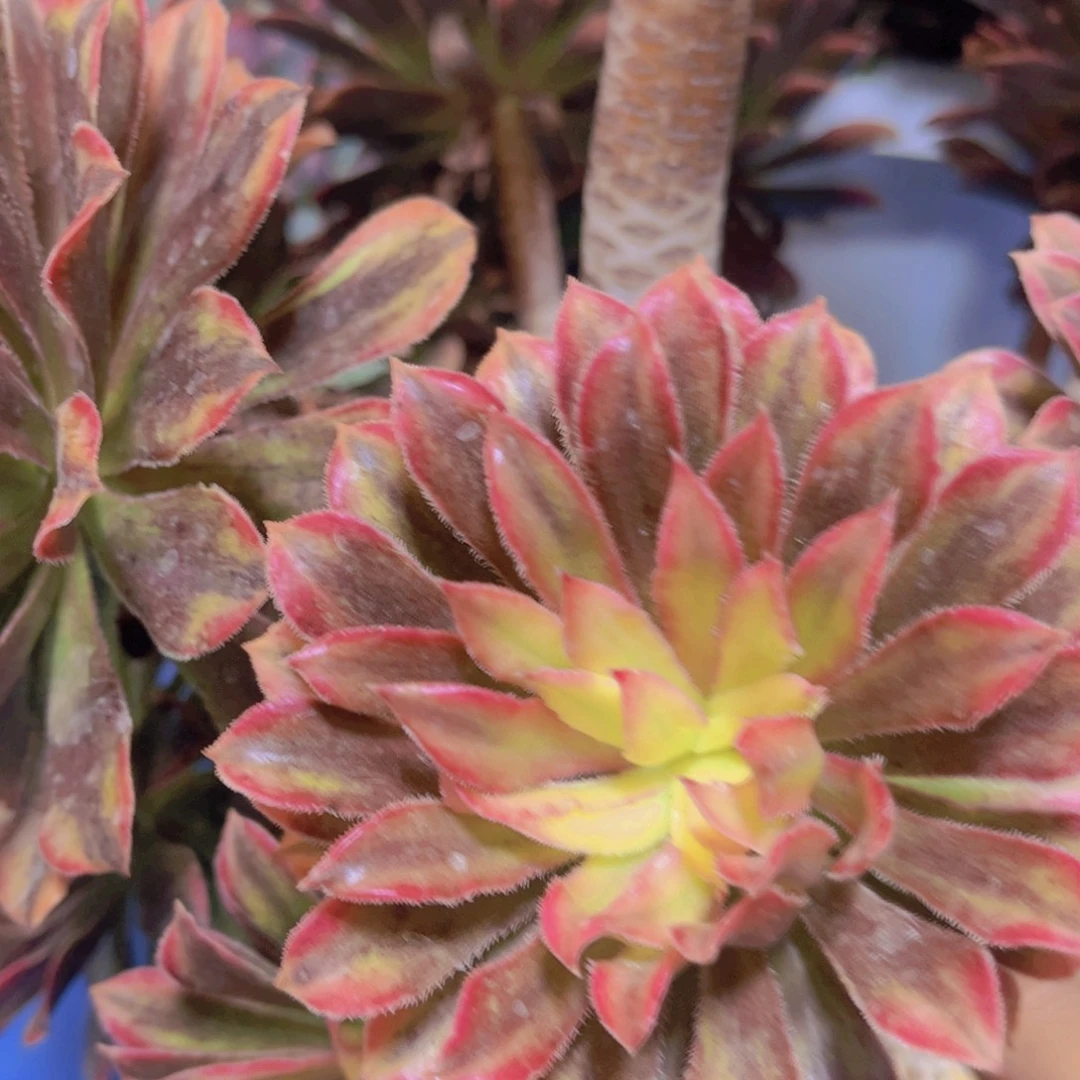 ღ***এ多肉植物保护研究所所长一