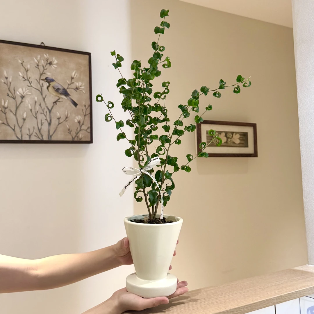 卷叶榕卷福绿植室内办公室桌面观叶好养盆栽北欧INS风桌面小森林