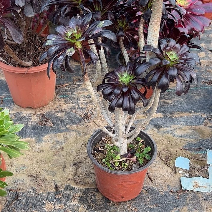 沐*多肉法师植物链接58