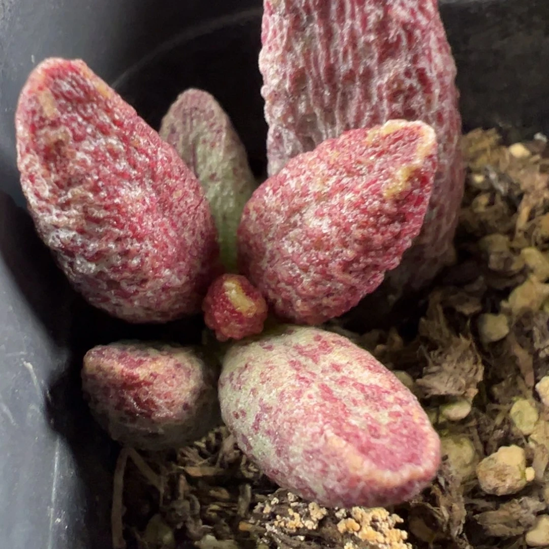 猪杂多肉植物水泡