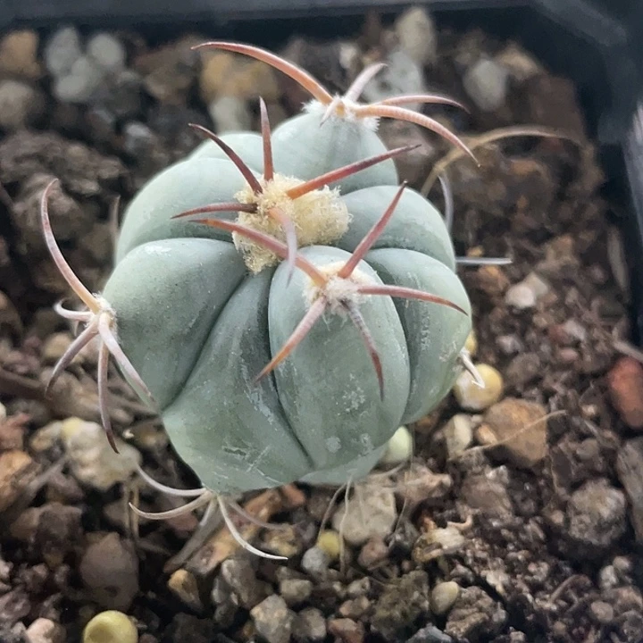 平丸实生仙人球