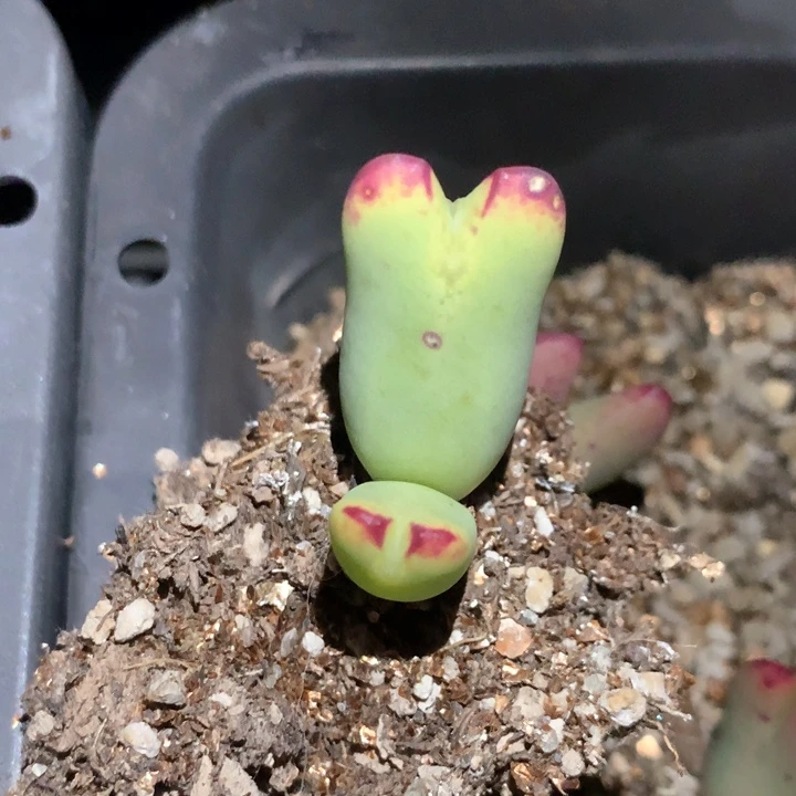 ?****小布丁专拍 肉锥植物