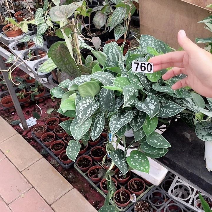 完全开放760 小叶银斑葛吊兰