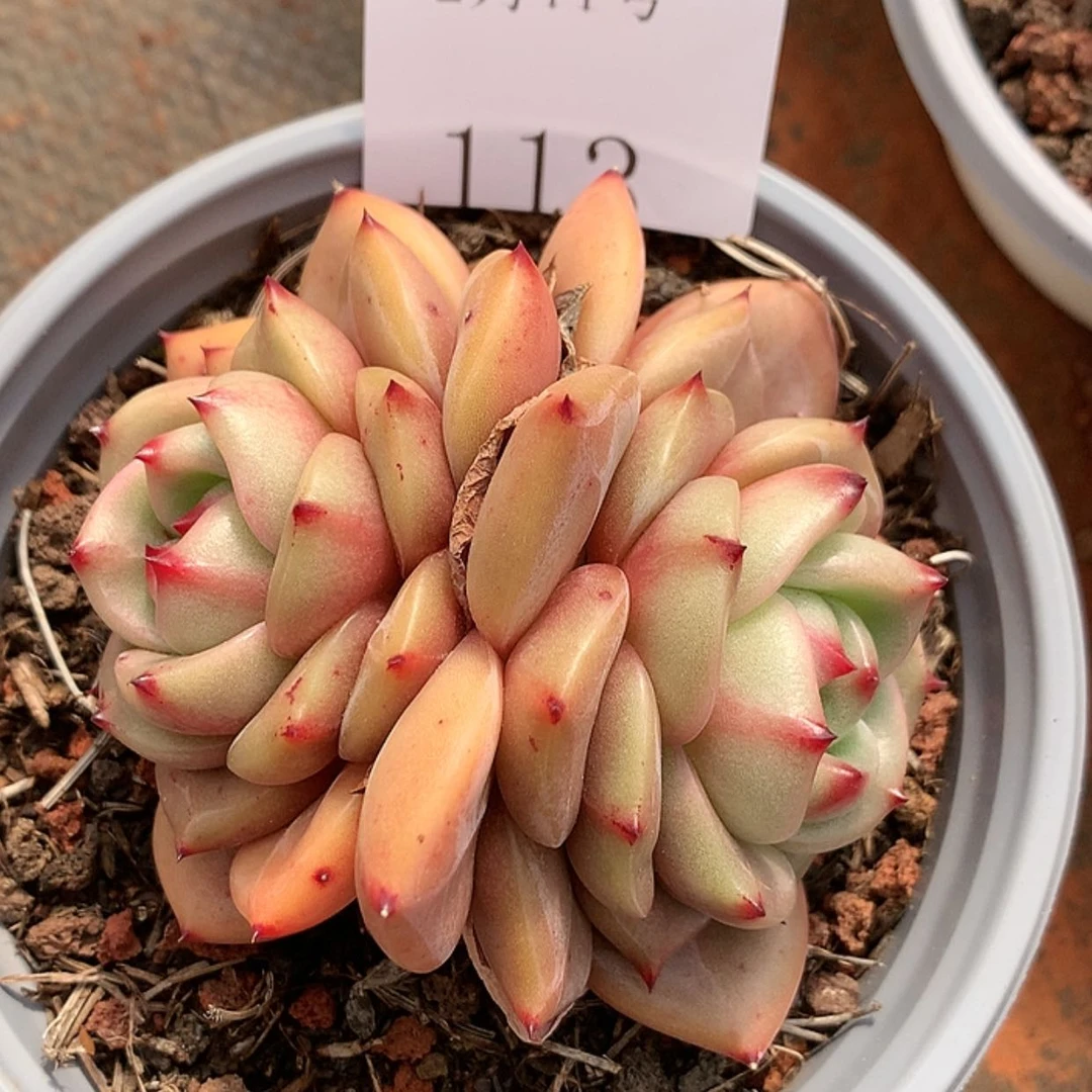 【闪购商品】云113号