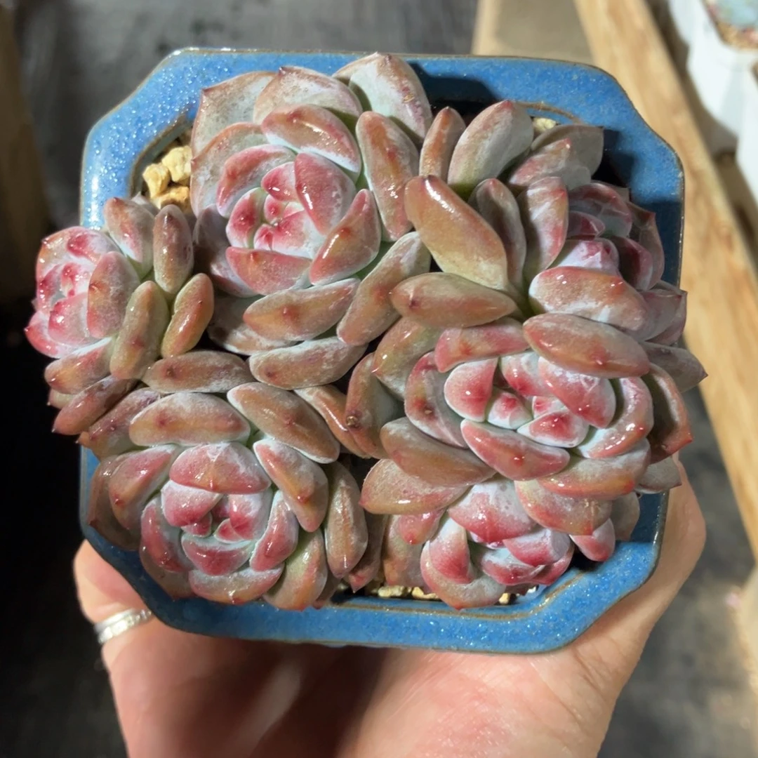 星影石榴籽有摘 一物一拍不支持退换