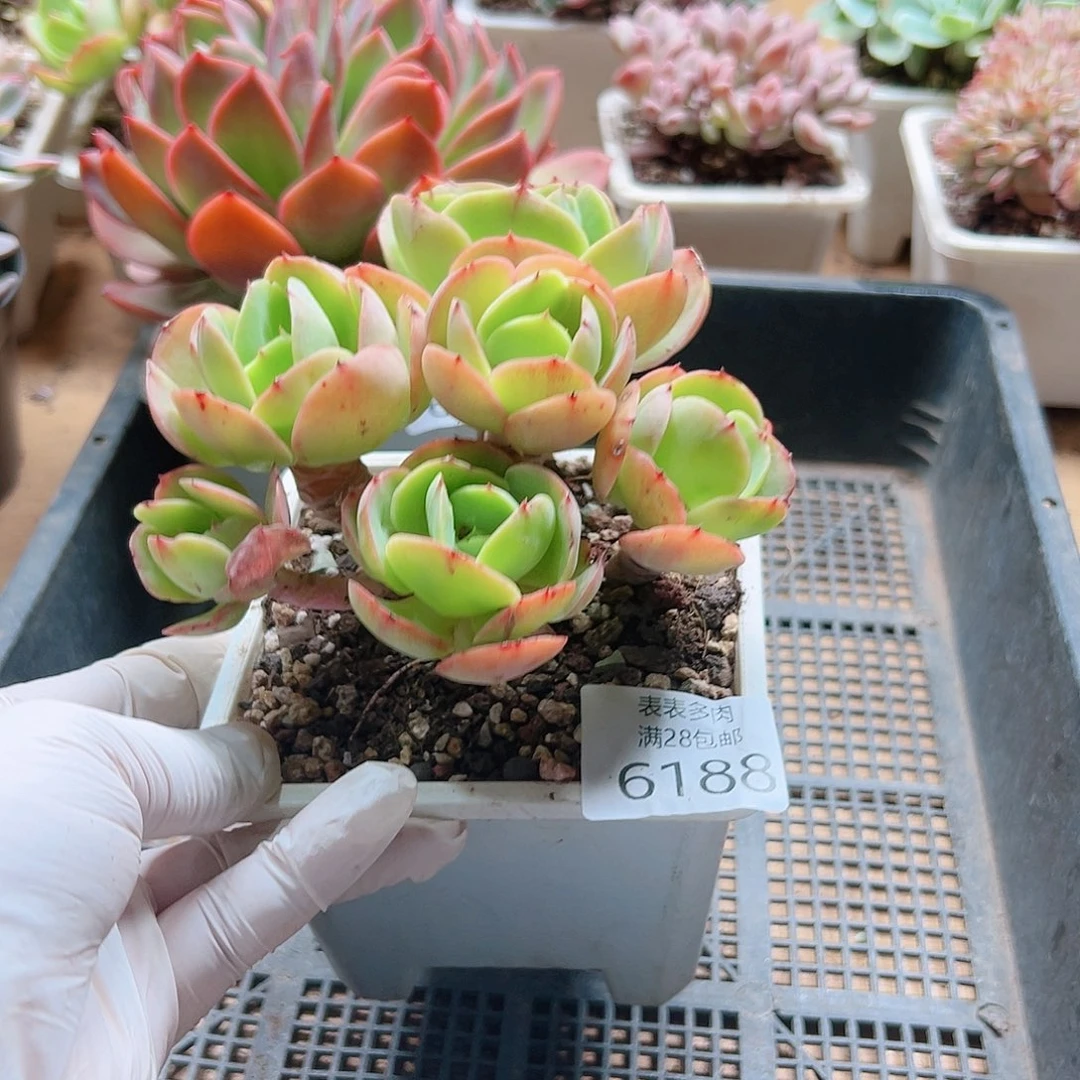 多肉一物一拍6188