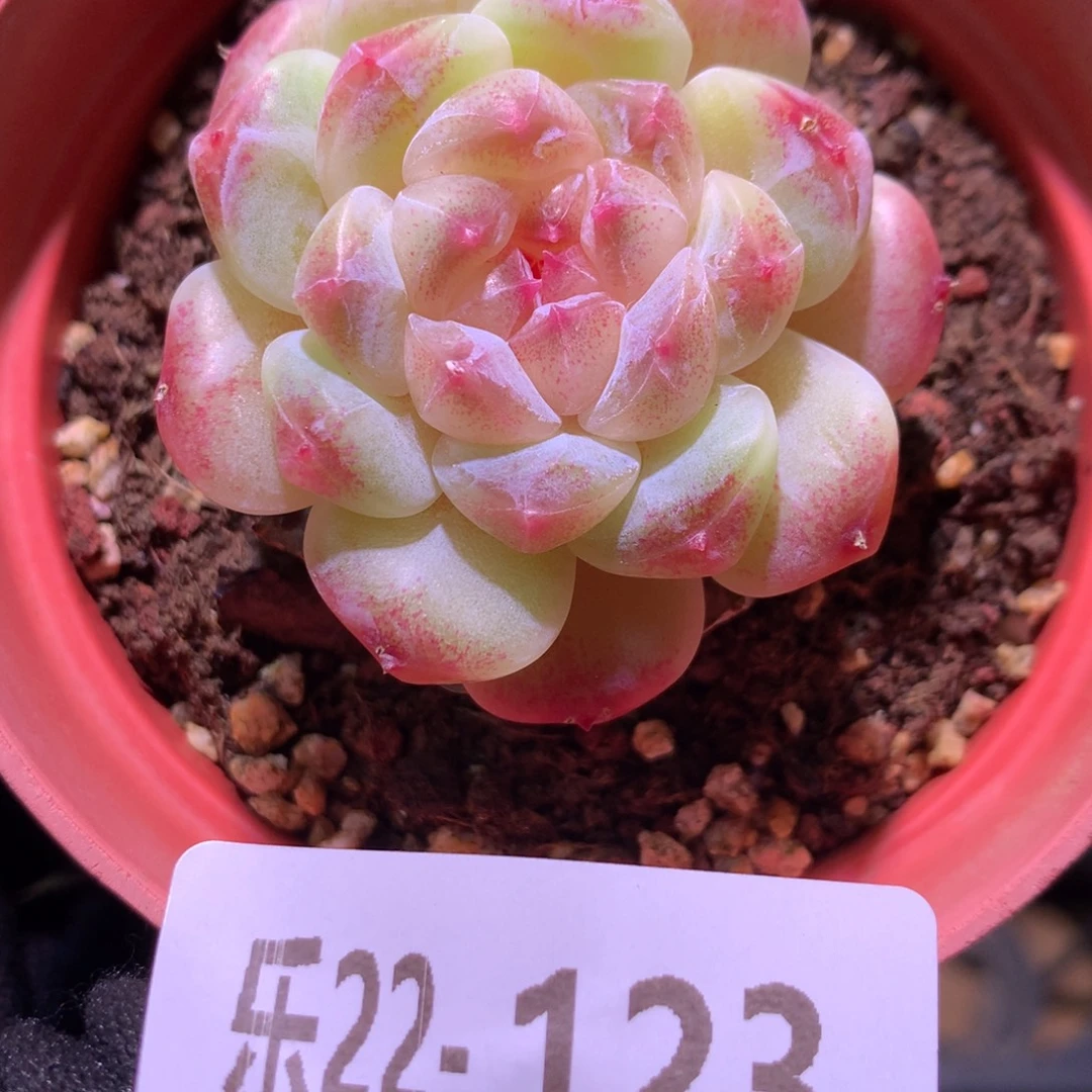 乐然22-123 秘境冰魄