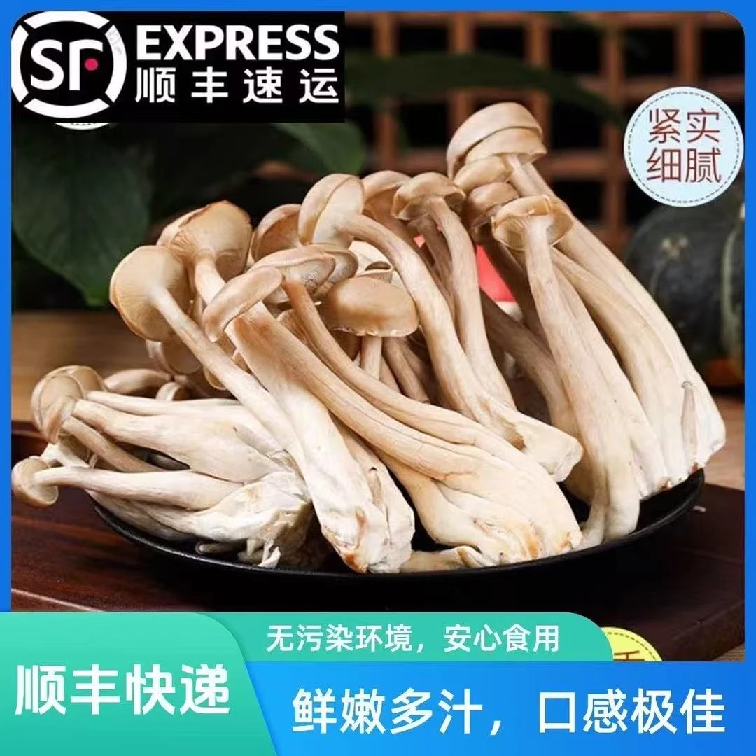 【顺丰快递】新鲜鹿茸菇现采现摘鲜菌菇煲汤炖鸡鲜菌子