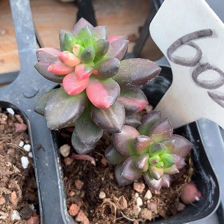 多肉植物黑美人锦6026
