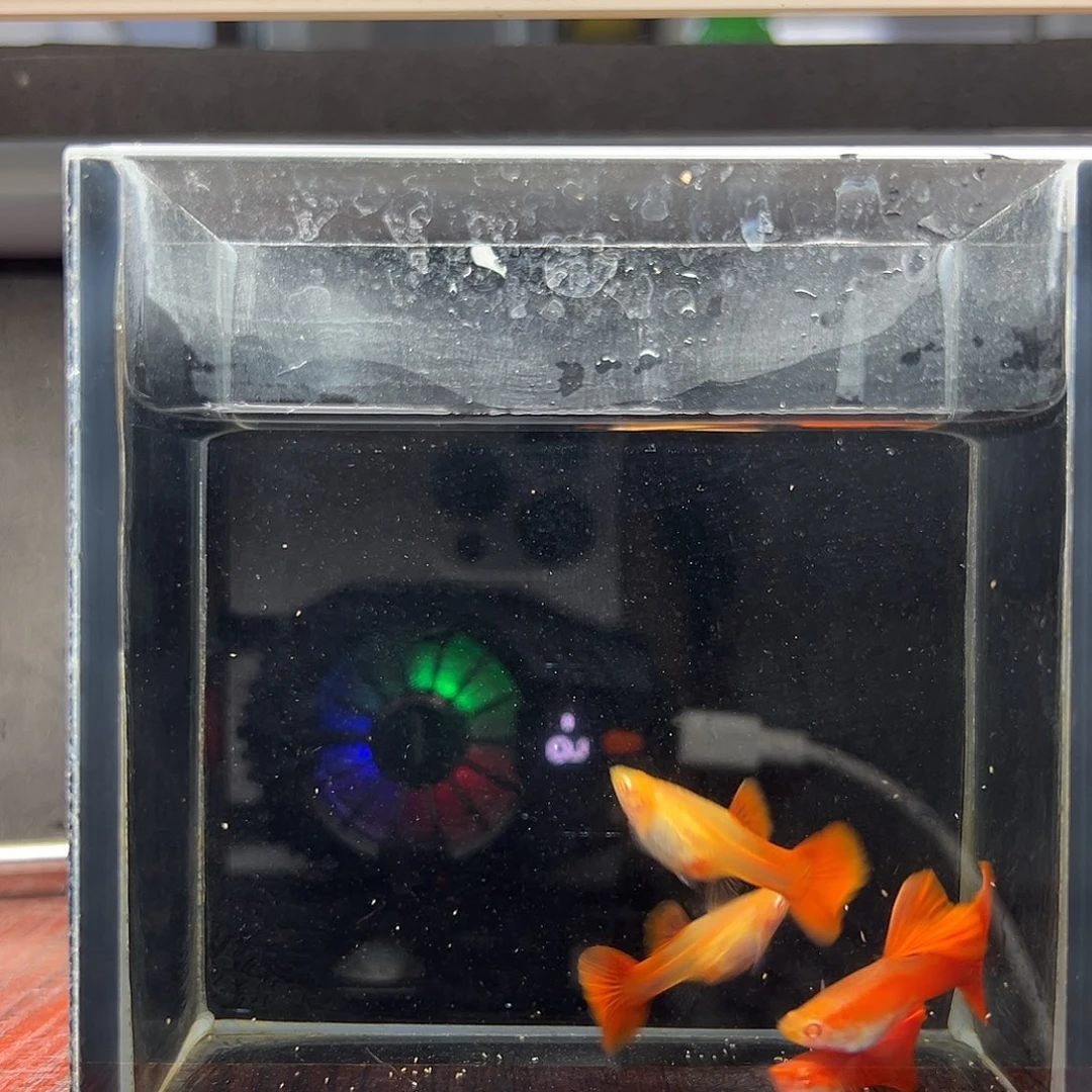 孔雀鱼血红大背两对