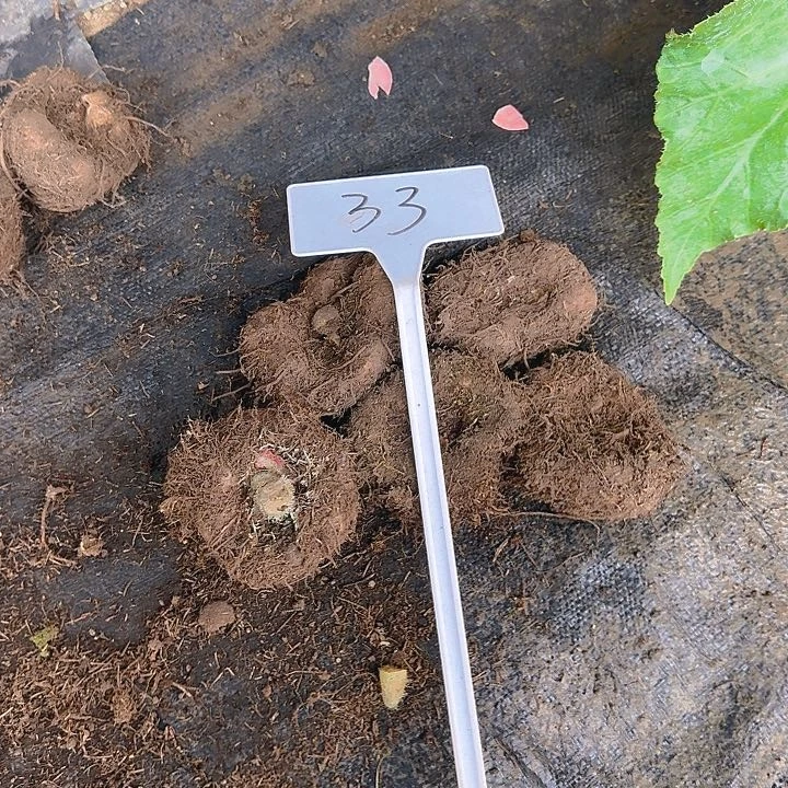 无花朵夫妻海棠种球系列33