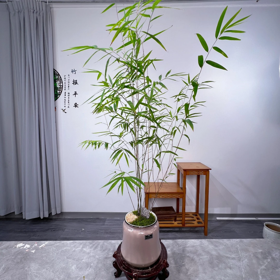 精品内门竹绿植盆景兰花草文心兰石斛