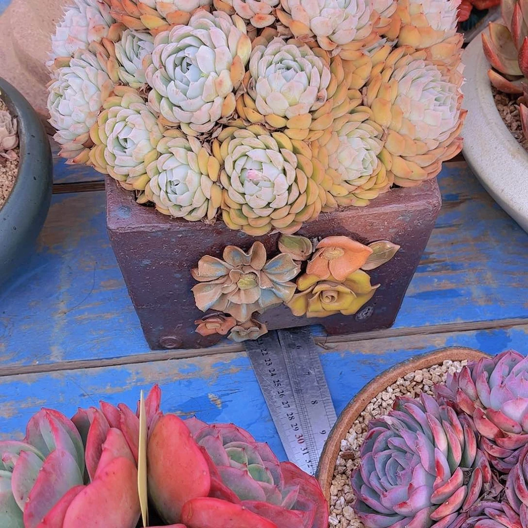 红陶蓦*～多肉植物保护植物