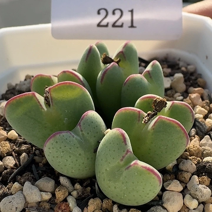 221。少将。 肉锥。