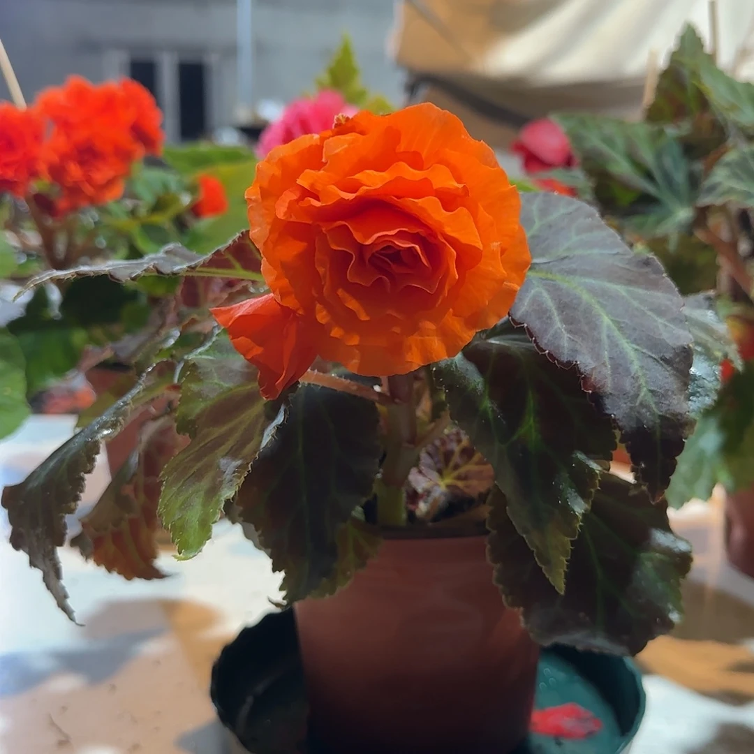 摩卡橙，掉花折叶正常介意勿拍不拍保温冻死不售后