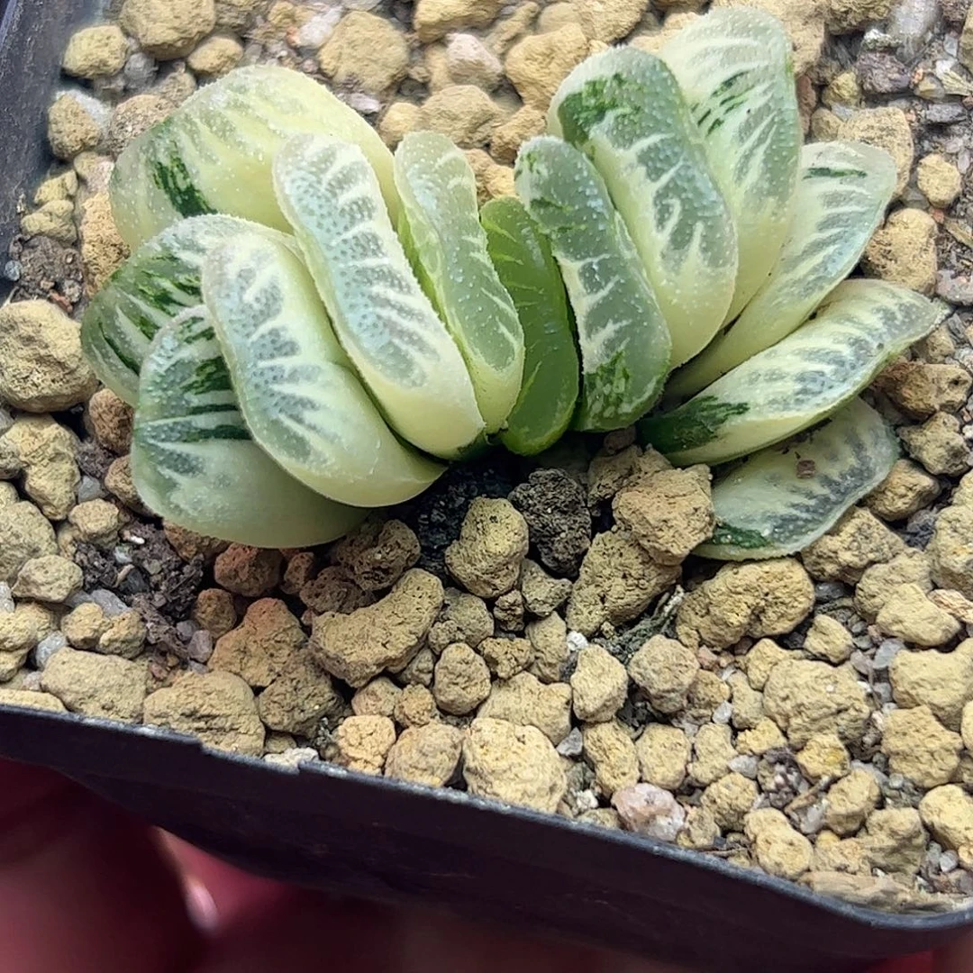 新叶糊斑草玉扇锦