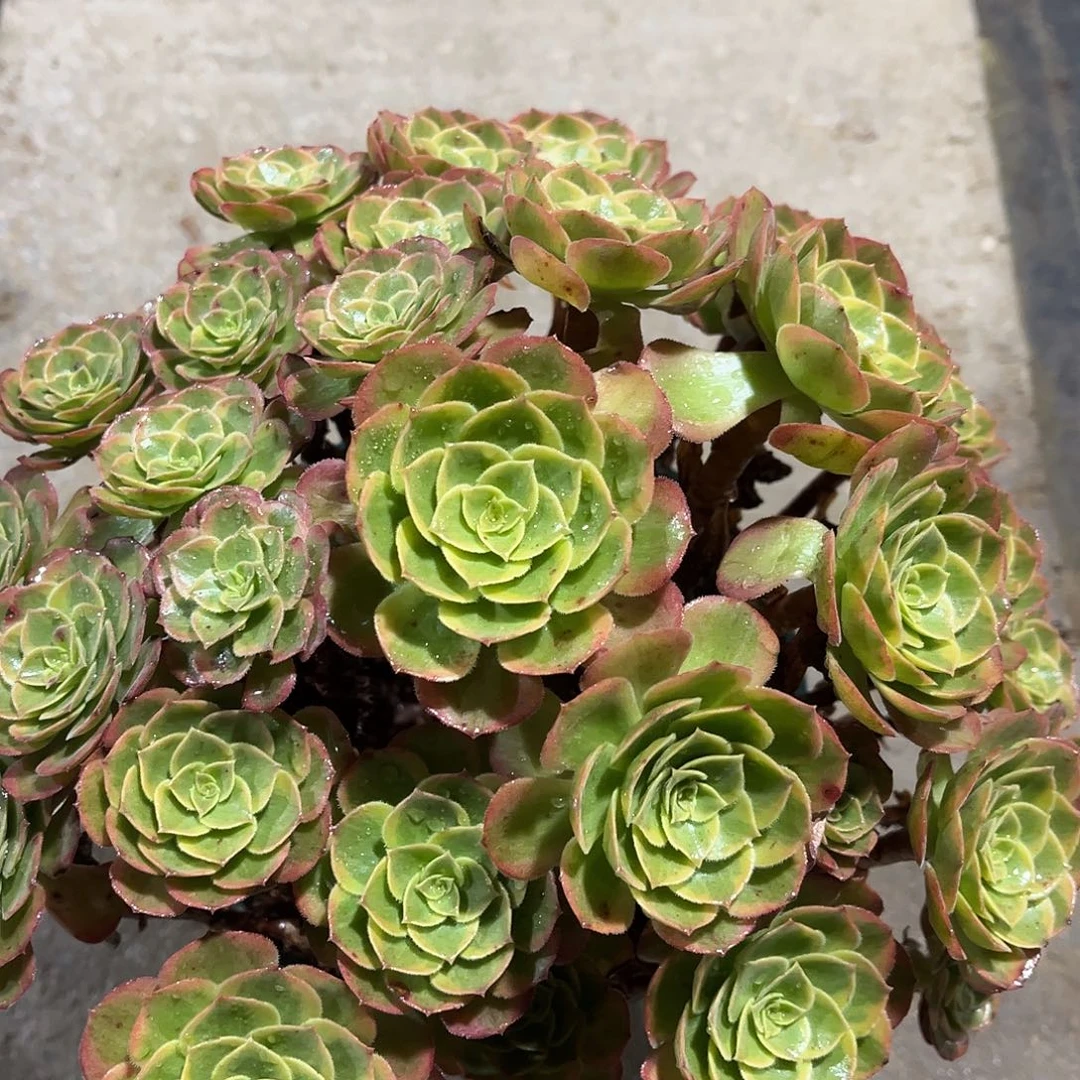 火狐法师多肉植物漂亮