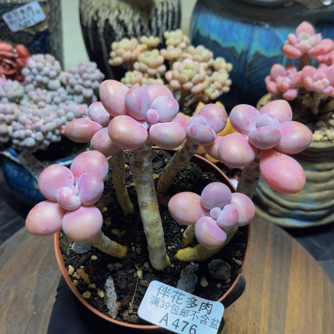 476糖果桃蛋13厘米多肉