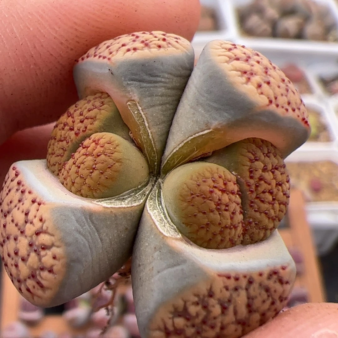 阳****锥0321号血点朝贡 多肉植物