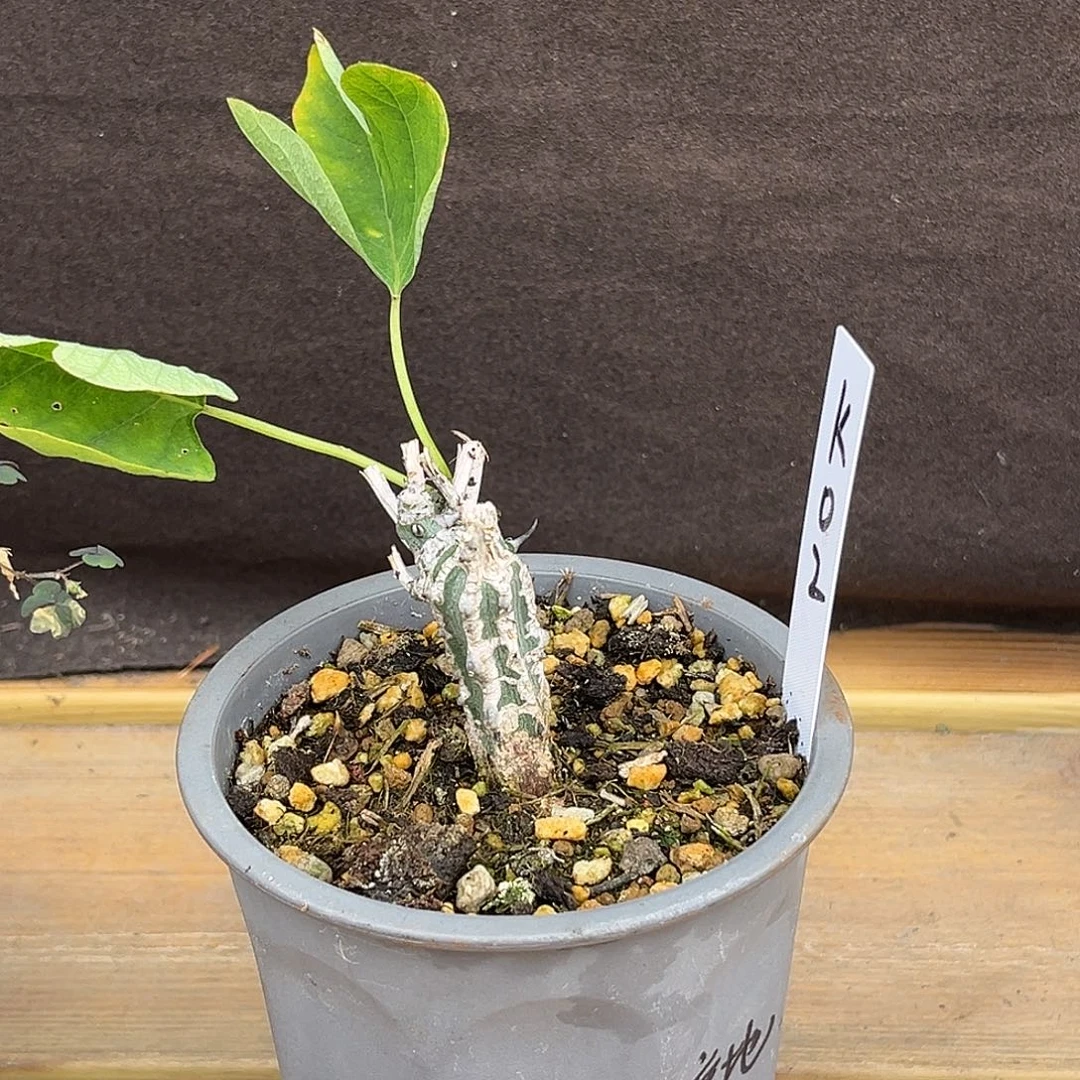 汤圆植物针线蔓好看