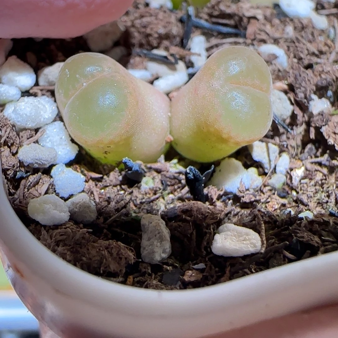 肉锥多肉植物百科-帕法德20