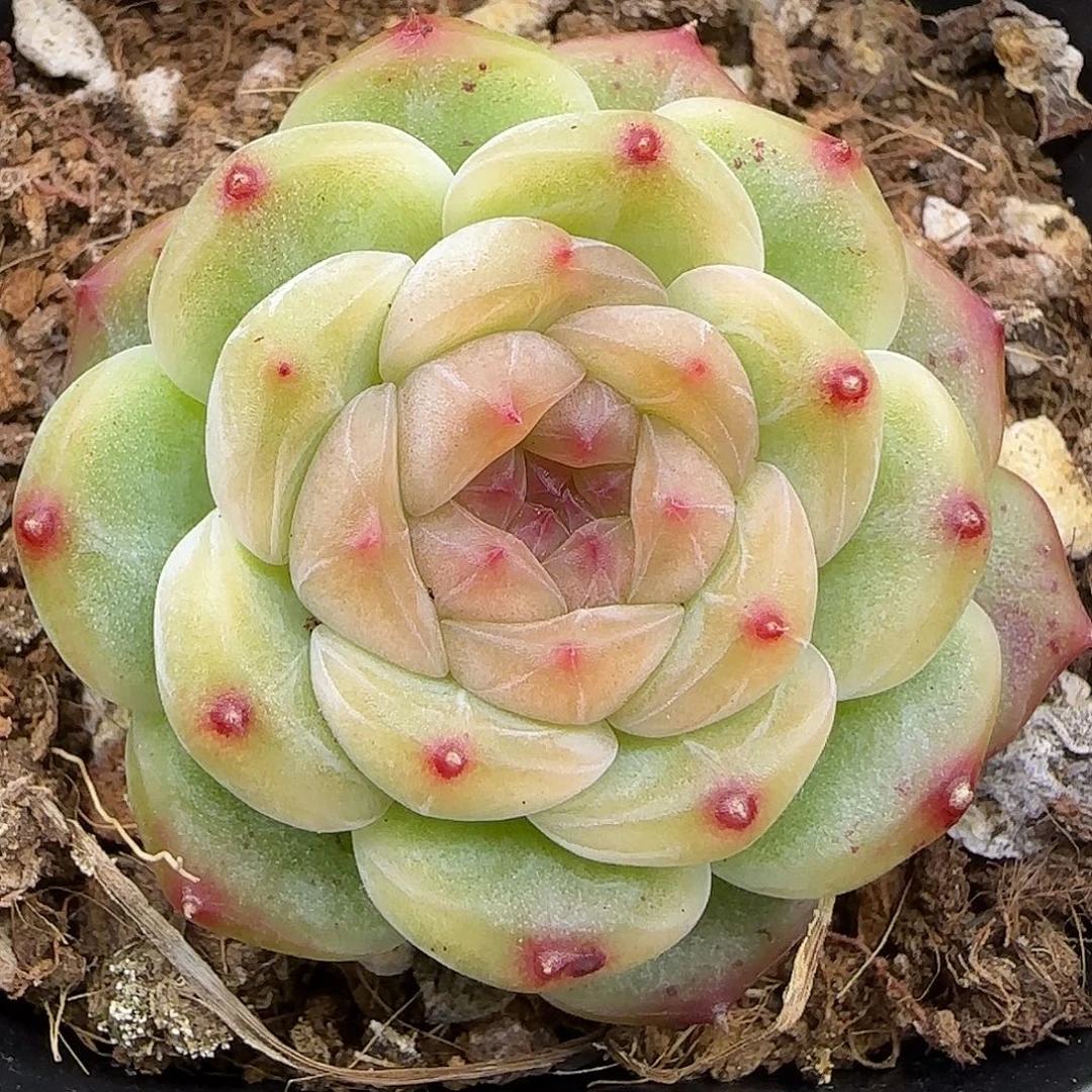 091 【满29包邮非偏远】