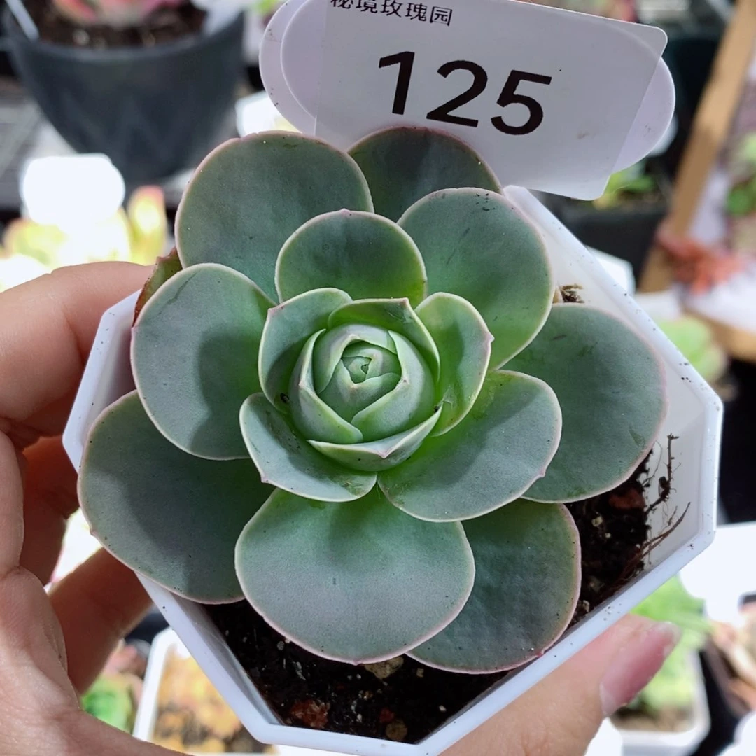 两***苗125酱紫单颗。