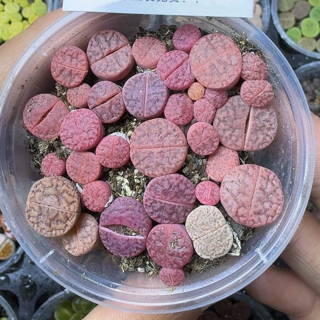 2293紫哲榴两年哈哈