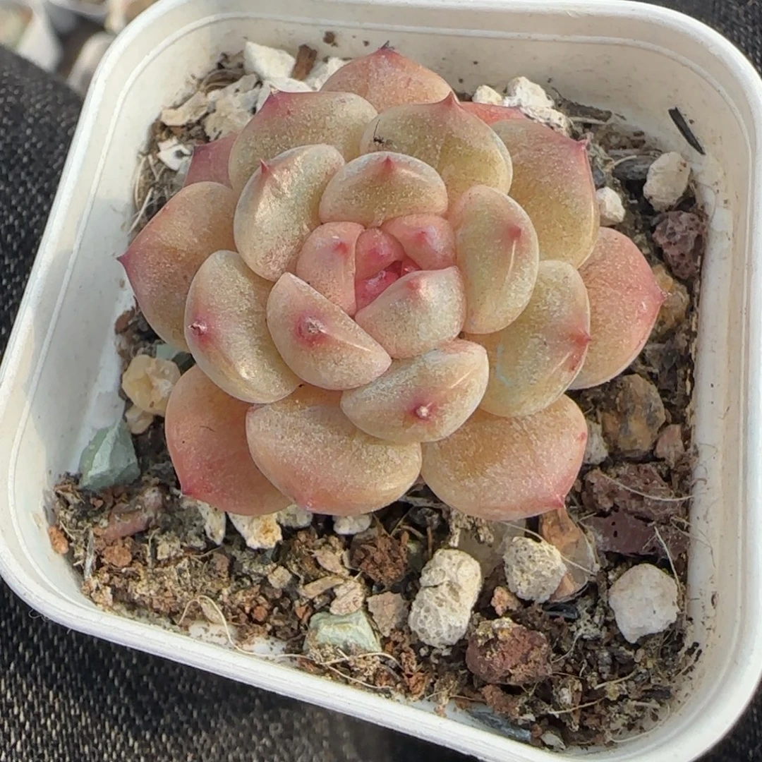 小卡拉米糖心一物一拍